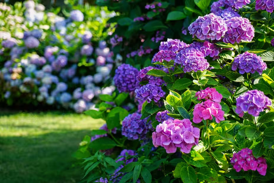 Fleurs & Plantes