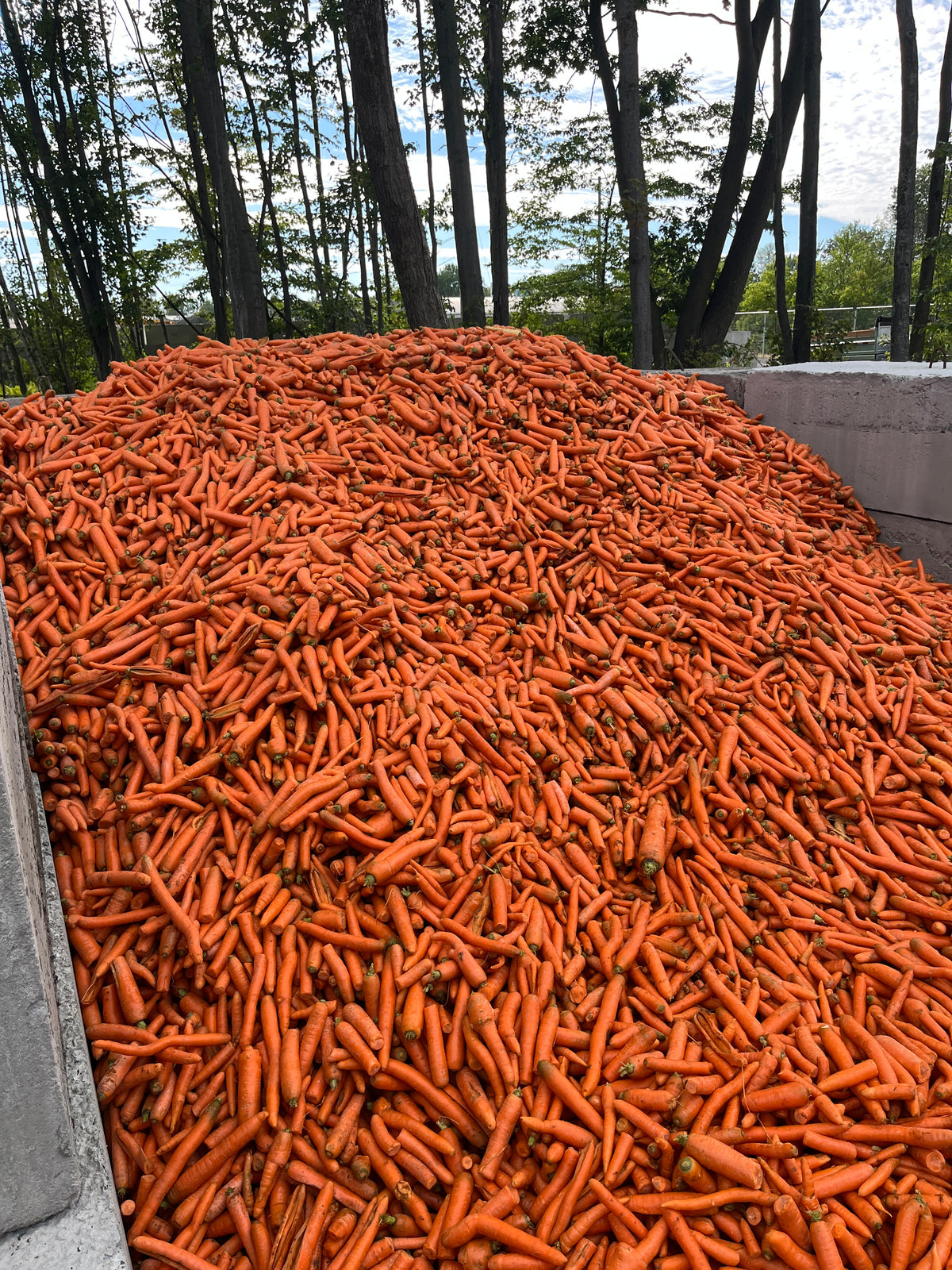 Carottes à chevreuil🥕