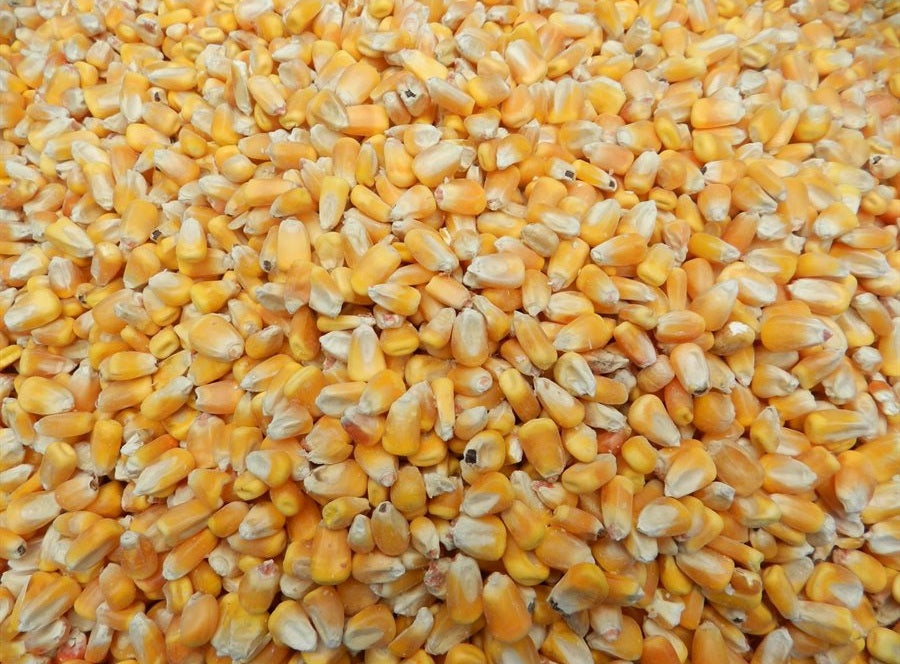 Maïs à chevreuil 40lbs🌽