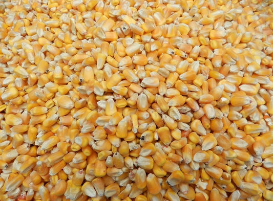 Maïs à chevreuil 40lbs🌽